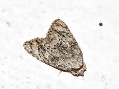 Lepidoptera