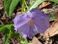 Solanum vescum