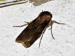 Lepidoptera