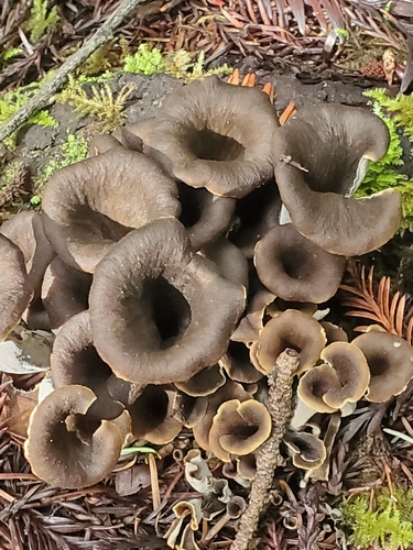 California Black Trumpet
