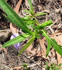 Solanum vescum