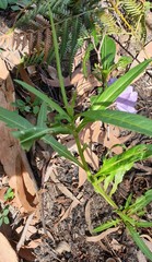 Solanum vescum