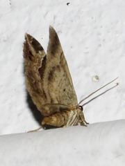 Lepidoptera