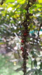 Picramnia gracilis