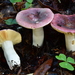Russula murrillii - Photo (c) Christian Schwarz, some rights reserved (CC BY-NC), uploaded by Christian Schwarz