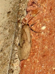 Hypagoptera rufeola