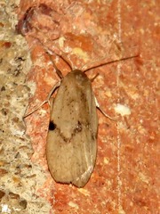 Hypagoptera rufeola