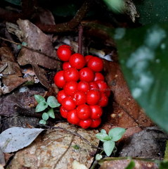 Labisia pumila