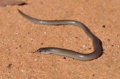 Delma australis