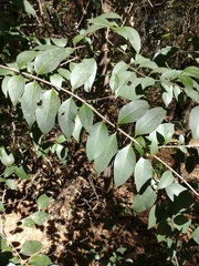 Ligustrum lucidum