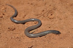 Delma australis