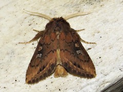 Lepidoptera