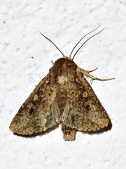 Mythimna languida