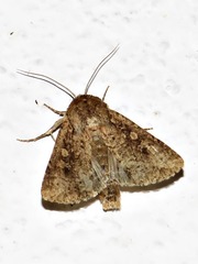Mythimna languida