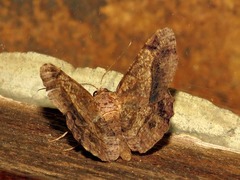 Chiasmia umbrata