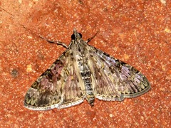 Dysallacta negatalis