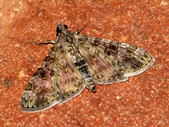 Dysallacta negatalis