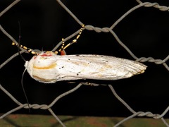 Rhodogastria similis