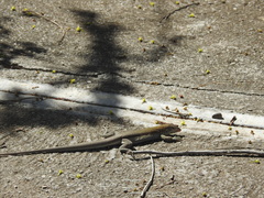 Pholidoscelis chrysolaemus