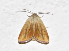 Lepidoptera