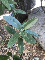 Quercus peninsularis