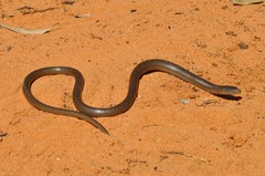 Delma butleri