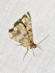 Chiasmia johnstoni