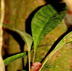 Labisia pumila