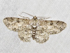 Ascotis reciprocaria