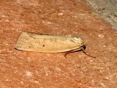 Ilemodes heterogyna