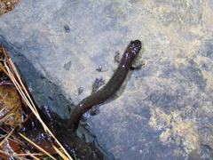 Desmognathus brimleyorum