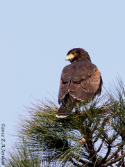 Parabuteo unicinctus