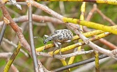 Pachyura australis