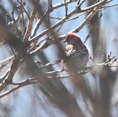 Carpodacus roseus