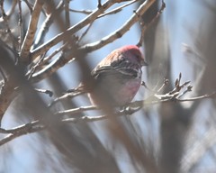 Carpodacus roseus