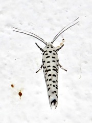Yponomeuta strigillatus