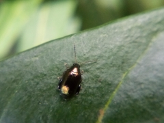 Psylliodes brettinghami