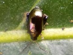 Psylliodes brettinghami