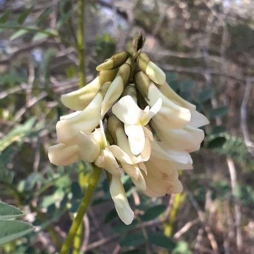 Iberian Milkvetch