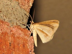 Lepidoptera