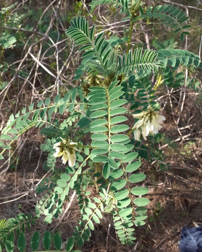 Iberian Milkvetch