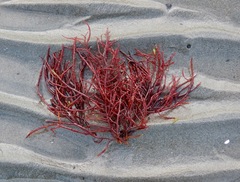 Sarcodiotheca