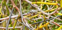 Pachyura australis