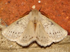 Phiala