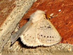 Phiala