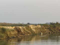 Lutrogale perspicillata