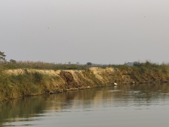 Lutrogale perspicillata