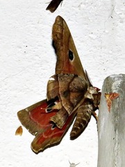 Melanocera menippe