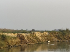 Lutrogale perspicillata