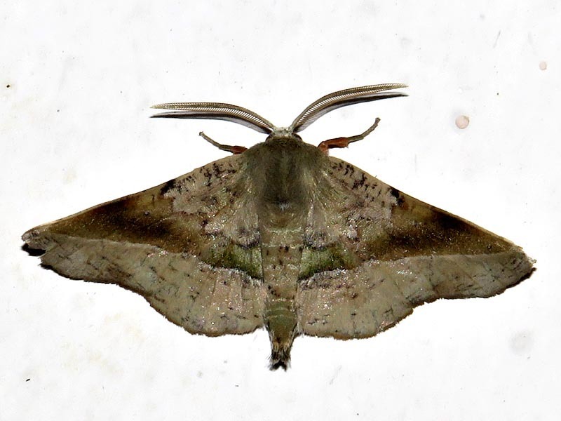 Euexia